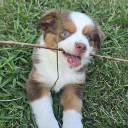 Hex - Red tri male Miniature Australian Shepherd puppy in Paris, Texas from Blue Envy Mini Aussies