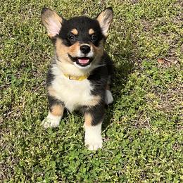 15 yellow collar - Black and tan female Pembroke Welsh Corgi puppy in Port Republic, Maryland from Bestfurends