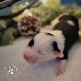 Suzie's Sugarplum - White and black female Chinese Crested puppy in Ocala, Florida from Crestie Charm Cottage