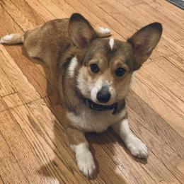 Pembroke Welsh Corgis from Cuddle Bug Corgis
