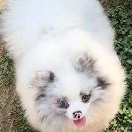 Tiffany - Pomeranian