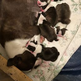 Callie - Boston Terrier