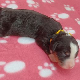 Gabby Gold - Tri-color female Bernedoodle puppy in Delphos, Ohio from Route 66 Poodles & Doodles, Sapphire Shih-tzu's of Ohio