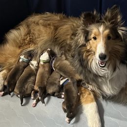 Nova - Shetland Sheepdog