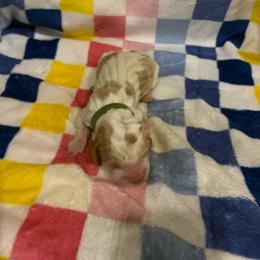 Boy 2-Blu - Red and white male Basset Hound puppy in Ringling, Oklahoma from BnL Bassets