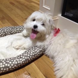 Yorkshire Terrier All Grown Up from MXD YORKIES