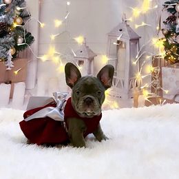 Lilac Tan Trindle - Tricolors French Bulldog puppy in Tucson, Arizona from The Origin French Bulldogs