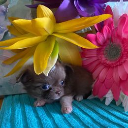 Nikki - Chocolate and white female Chihuahua puppy in Red Bluff, California from Aye Chihuahua