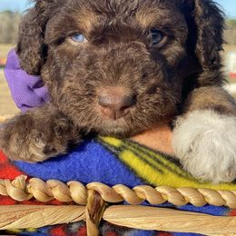 Aussiedoodle Puppies from Gore Doodle Ranch