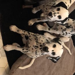 Dalmatian Puppies from Revere Dalmatians