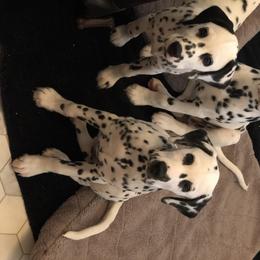 Dalmatian Puppies from Revere Dalmatians