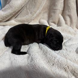 Yellow Collar - Black brindle female Cane Corso puppy in Paris, Texas from Knucklehead Cane Corso