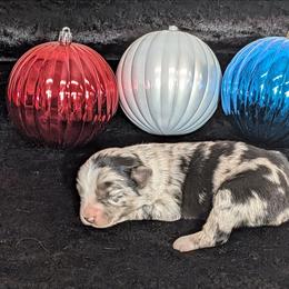 Patches - Blue merle female Miniature Australian Shepherd puppy in Lufkin, Texas from Texas Lil Cowdogs