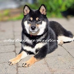Toki - Shiba Inu