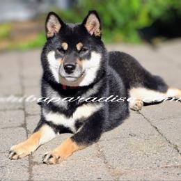 Toki - Shiba Inu