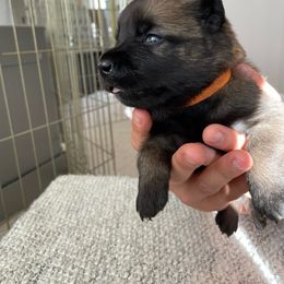 Dutch Shepherd Puppies from Gray Line Working Dogs