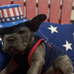 Boy 1 - Brindle French Bulldog puppy in Tennessee from West Tennesse Frenchies