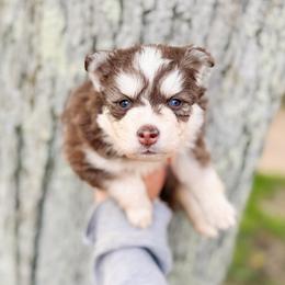 Wren - Chocolate female Pomsky puppy in Cleveland, Ohio from Lake Point Pomskies