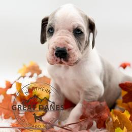 Popcorn - Harlequin female Great Dane puppy in Sac City, Iowa from Northern Great Danes of Colorado & Iowa