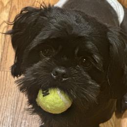 Ryder - Shih Tzu