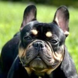 Kash - French Bulldog