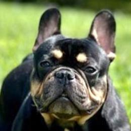 Kash - French Bulldog