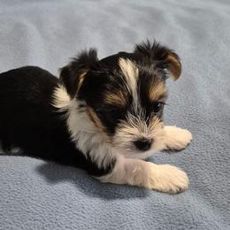 Yorkshire Terrier Puppies from Yorkie Tales