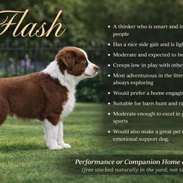 Australian Shepherd Puppies from Bon Temps Ranch