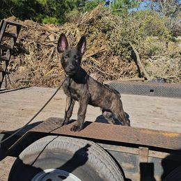 Gray - xDutch Shepherd puppy from Crystal Coast Canine Training