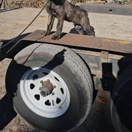 Gray - xDutch Shepherd puppy from Crystal Coast Canine Training