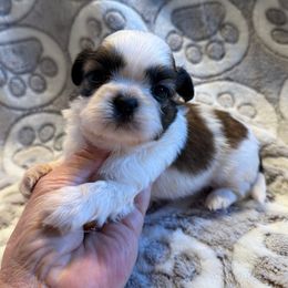 Chester Chipotle-AKC Champion Bloodline - Red and white male Shih Tzu puppy in Long Beach, California from Prieto Shih-Tzu's
