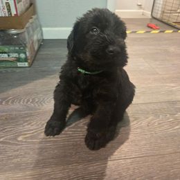 Green Boy - Black male Giant Schnauzer puppy in Moberly, Missouri from Tseekhah (Complete Darkness) Kennel