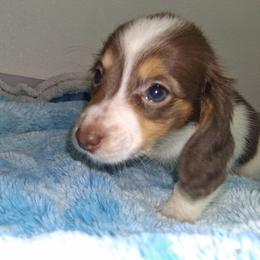 Daphnie - Piebald female Dachshund puppy in Magnolia, Texas from Carrie’s Countryside Dachshunds