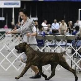 Ben - Cane Corso