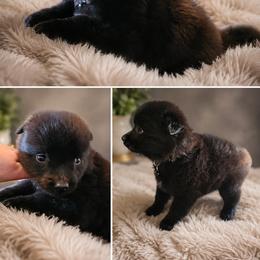 Sea Majors Silence Before Dragonfire - Black female Belgian Sheepdog puppy in Virginia Beach, Virginia from Sea Major Belgians