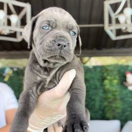 Romeo - Gray male Cane Corso puppy in Las Vegas, Nevada from LV3M Cane Corso