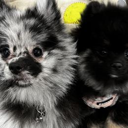 German Shepherds and Pomeranians from Luxury Pets of Central Texas