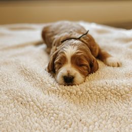 Goldendoodle Puppies from J + A Family Doodles