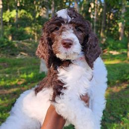 Nacho - Parti male Poodle puppy in Dover, Delaware from Dogtastic Poodles