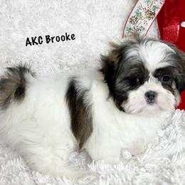 AKC Brooke - Tricolor female Shih Tzu puppy in Greenville, South Carolina from Babyface Shih Tzu