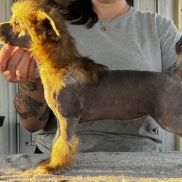 Spritz - Slate female Chinese Crested puppy in Auburn, Kansas from TopBrass Kennels