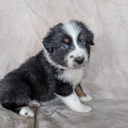 Australian Shepherd Puppies from Wray Aussies