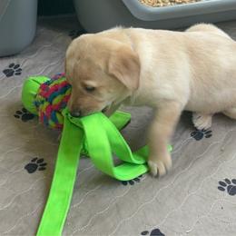 3rd pick - Yellow female Labrador Retriever puppy in Berlin, Wisconsin from Gypsy Miracle Kennels