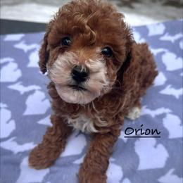Orion - Red and white male Shihpoo puppy in Traverse City, Michigan from Riyem Wildflower Farms