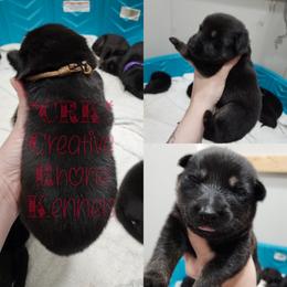 Boy 5 - Black and tan German Shepherd puppy in Georgia from The Creative Rhone Kennel