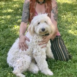 Alice Ember - Goldendoodle