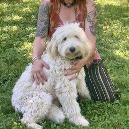 Alice Ember - Goldendoodle