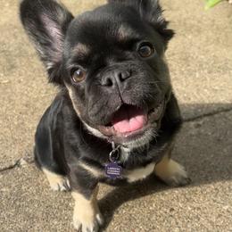 French Bulldog Puppies from Fishie's Frenchies