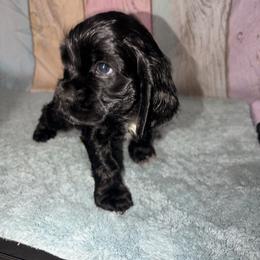 Leo - Black and white male Cocker Spaniel puppy in Hickory, North Carolina from Homegrown Spaniels