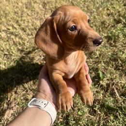 Paris - Red female Dachshund puppy in Goodyear, Arizona from AZ Low Life Doxies